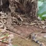 JIBOIA É ENCONTRADA NO QUINTAL DE RESIDÊNCIA EM SÃO CARLOS